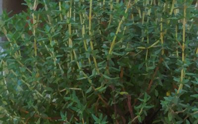 Thyme is the Ultimate Herb – Fight Me!
